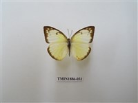 藏品(遷粉蝶)的圖片